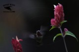 _MG_0910 Calliope Hummingbird.jpg