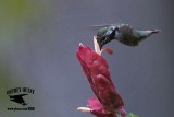 _MG_0924 Calliope Hummingbird.jpg