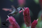 _MG_0954 Calliope Hummingbird.jpg