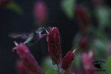 _MG_0958 Calliope Hummingbird.jpg