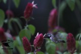_MG_0975 Calliope Hummingbird.jpg