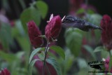 _MG_0977 Calliope Hummingbird.jpg