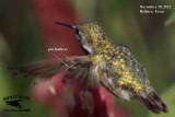 _MG_1710 molting Calliope Hummingbird.jpg