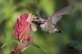 _MG_1738 Calliope Hummingbird.jpg