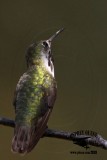 _MG_8669 Calliope Hummingbird.jpg