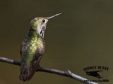 _MG_8670 Calliope Hummingbird.jpg