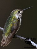 _MG_8763 Calliope Hummingbird.jpg