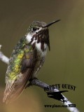 _MG_8861 Calliope Hummingbird.jpg