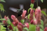 _MG_0003 Broad-billed Hummingbird.jpg