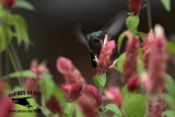 _MG_0004 Broad-billed Hummingbird.jpg