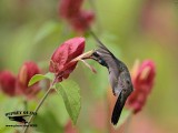 _MG_0100 Broad-billed Hummingbird.jpg