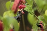 _MG_0119 Broad-billed Hummingbird.jpg