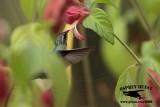 _MG_0121 Broad-billed Hummingbird.jpg