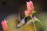 _MG_0130 Broad-billed Hummingbird.jpg