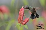 _MG_0160 Broad-billed Hummingbird.jpg