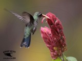 _MG_0176 Broad-billed Hummingbird.jpg