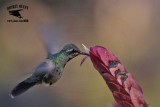 _MG_1978 Broad-billed Hummingbird.jpg