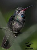 _MG_2183 Broad-billed Hummingbird.jpg