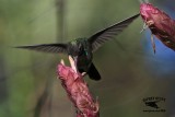 _MG_2197 Broad-billed Hummingbird.jpg