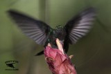 _MG_2199 Broad-billed Hummingbird.jpg