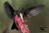 _MG_2202 Broad-billed Hummingbird.jpg