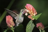 _MG_2282 Broad-billed Hummingbird.jpg