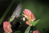 _MG_2286 Broad-billed Hummingbird.jpg