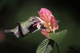 _MG_2307 Broad-billed Hummingbird.jpg