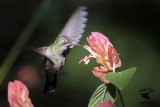 _MG_2309 Broad-billed Hummingbird.jpg