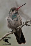 _MG_9673 Broad-billed Hummingbird.jpg