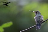 _MG_9904 Broad-billed Hummingbird.jpg