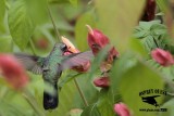 _MG_9938 Broad-billed Hummingbird.jpg