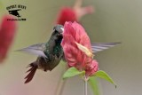 _MG_9949 Broad-billed Hummingbird.jpg