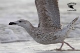 _MG_0008 Great Black-backed Gull 1cy.jpg