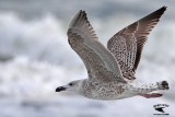 _MG_0049 Great Black-backed Gull 1cy.jpg