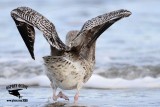 _MG_9954 Great Black-backed Gull 1cy.jpg