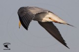 _MG_4158 Least Tern.jpg