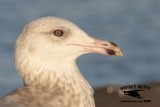 _MG_9584CROP 2cy American Herring Gull.jpg