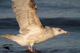 _MG_9656 2cy American Herring Gull.jpg