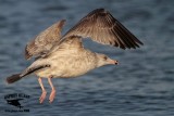 _MG_9664 2cy American Herring Gull.jpg