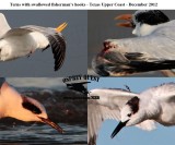 Terns with swallowed fisherman’s hooks - Texas Upper Coast - December 2012