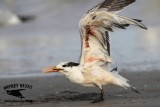_MG_5659 Royal Tern.jpg