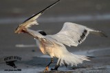 _MG_6564 Royal Tern.jpg