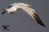 _MG_1825 Royal Tern.jpg