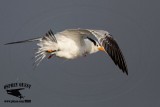 _MG_1828 Royal Tern.jpg