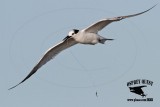 _MG_7632 Sandwich Tern.jpg