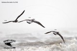 _MG_1719 Great Black-backed-Gull.jpg