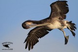 Brown Pelican preening on the wing