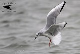 _MG_2179 Bonapartes Gull.jpg