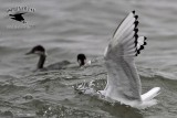 _MG_2183 Bonapartes Gull & Eared Grebe.jpg